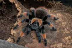 Orangebein-Vogelspinne, Brachypelma emilia