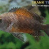 Orange-Breitband-Moorii, Tropheus moorii "Bemba", DNZ