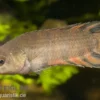 Orange-Buschfisch, Microctenopoma ansorgii