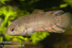Orange-Buschfisch, Microctenopoma ansorgii