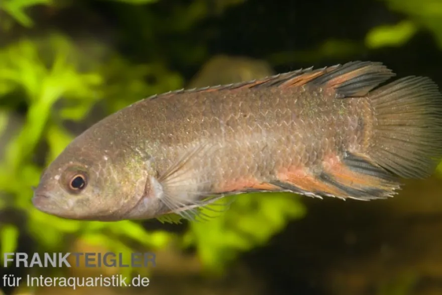 Orange-Buschfisch, Microctenopoma ansorgii