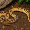 Orange-Dream-Clown-Königspython, Python regius
