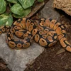Orange-Dream-Königspython, Python regius