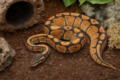 Orange-Dream-Königspython, Python regius
