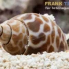 Orangefleck Babylon Schnecke, Babylonia zeylanica