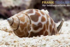 Orangefleck Babylon Schnecke, Babylonia zeylanica
