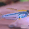 Orangeflossen-Glassalmler, Trochilocharax ornatus