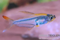 Orangeflossen-Glassalmler, Trochilocharax ornatus