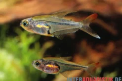 Orangeflossen-Glassalmler, Trochilocharax ornatus