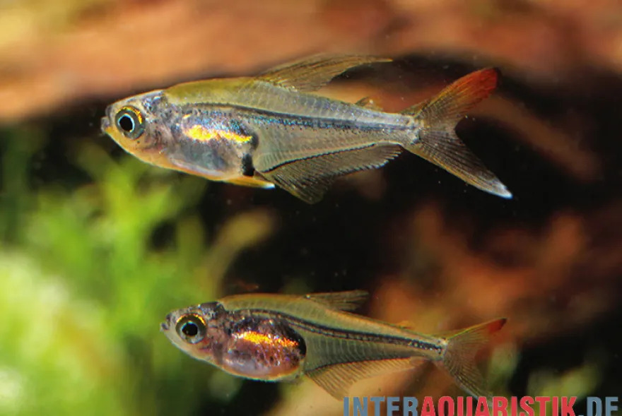 Orangeflossen-Glassalmler, Trochilocharax ornatus