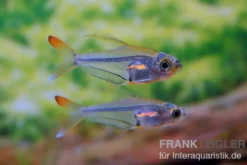 Orangeflossen-Glassalmler, Trochilocharax ornatus