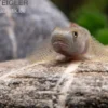 Orangeflossen-Grundel, Stiphodon maculidorsalis, 1 Paar