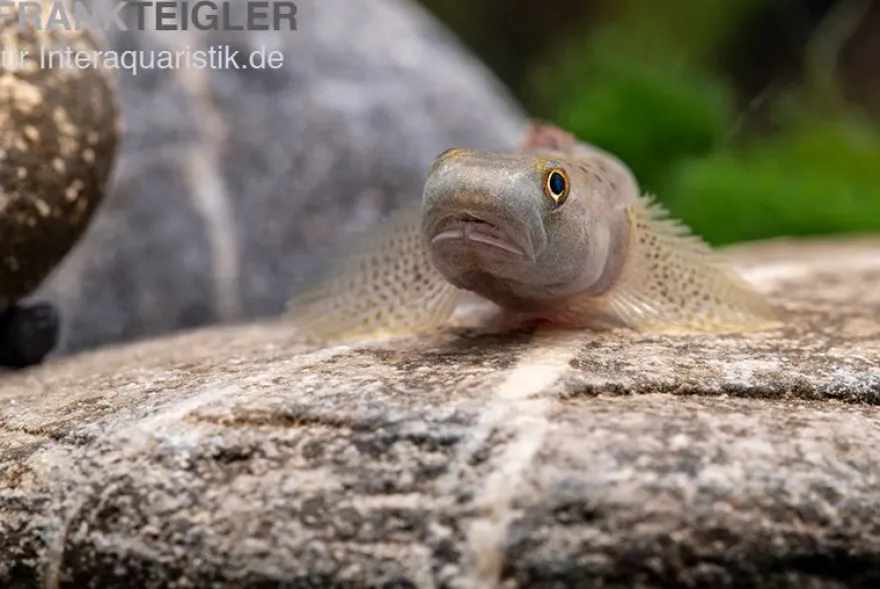Orangeflossen-Grundel, Stiphodon maculidorsalis, 1 Paar