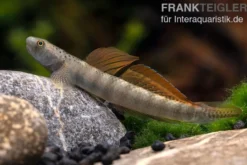 Orangeflossen-Grundel, Stiphodon maculidorsalis, 1 Paar