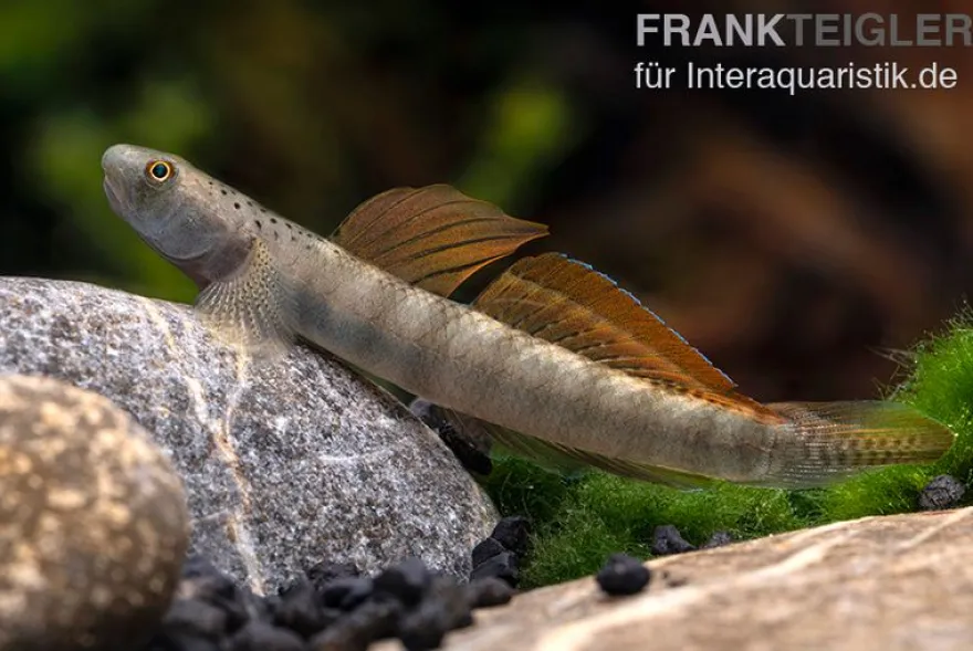 Orangeflossen-Grundel, Stiphodon maculidorsalis, 1 Paar