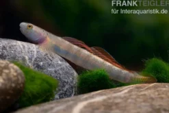 Orangeflossen-Grundel, Stiphodon maculidorsalis, 1 Paar