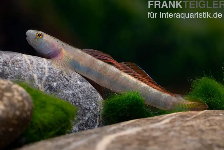 Orangeflossen-Grundel, Stiphodon maculidorsalis, 1 Paar