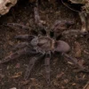 Orangemaul-Vogelspinne, Psalmopoeus reduncus