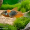 Orangener Venezuelapanzerwels, Corydoras venezuelanus orange