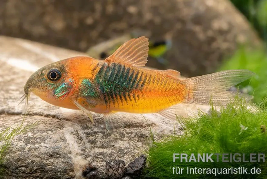 Orangener Venezuelapanzerwels, Corydoras venezuelanus orange
