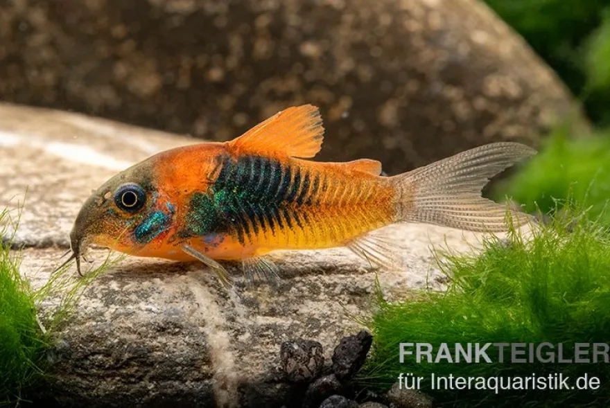 Orangener Venezuelapanzerwels, Corydoras venezuelanus orange