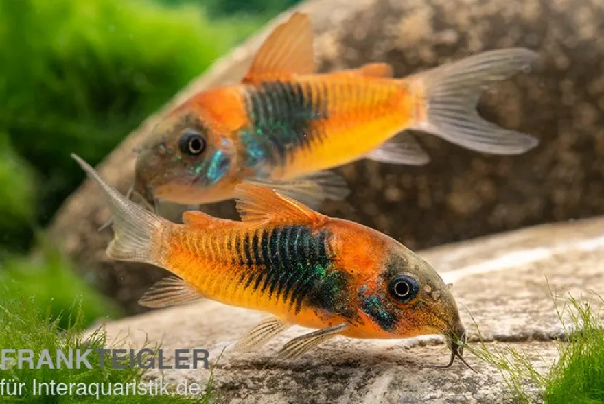 Orangener Venezuelapanzerwels, Corydoras venezuelanus orange