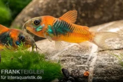 Orangener Venezuelapanzerwels, Corydoras venezuelanus orange