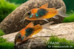 Orangener Venezuelapanzerwels, Corydoras venezuelanus orange