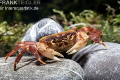 Orangenkrabbe, Sundathelphusa sp. "orange", Zufällig ausgewählt