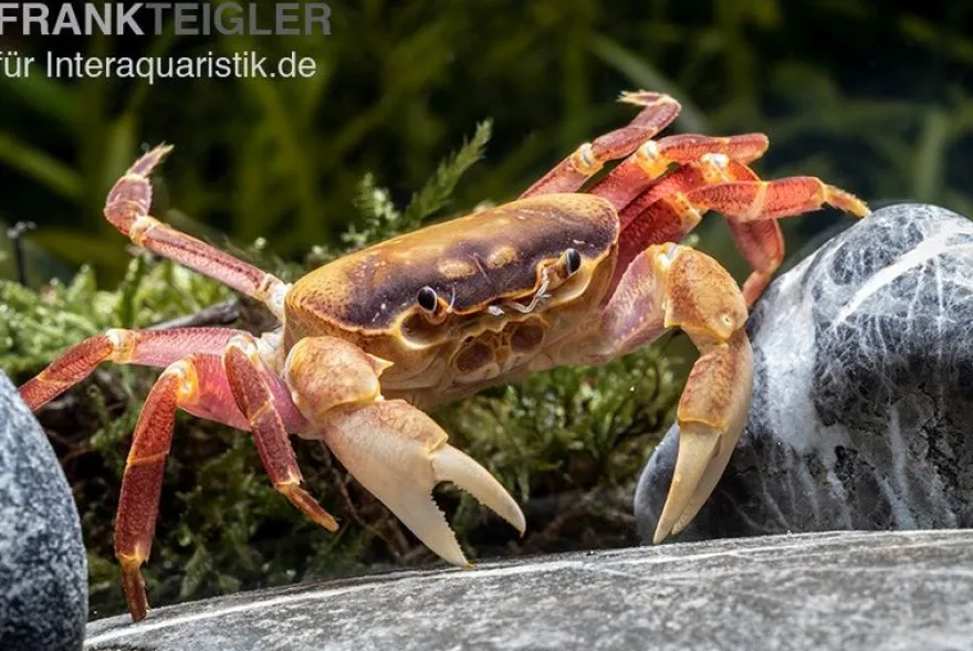 Orangenkrabbe, Sundathelphusa sp. "orange", Zufällig ausgewählt