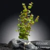 Orangensaft-Rotala, Rotala rotundifolia "Orange Juice", im Topf