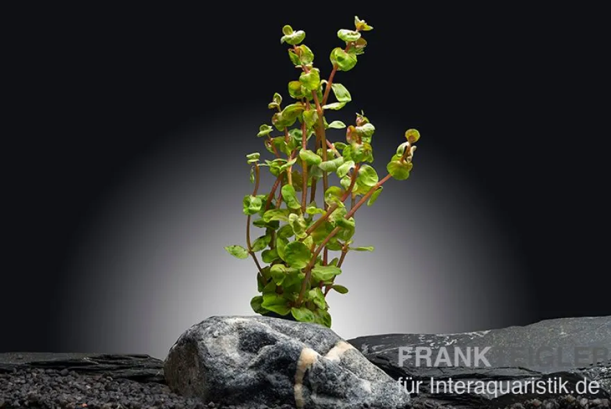 Orangensaft-Rotala, Rotala rotundifolia "Orange Juice", im Topf