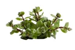Orangensaft-Rotala, Rotala rotundifolia "Orange Juice", im Topf