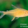 Orangensalmler, Hyphessobrycon cf. pulchripinnis BOLIVIA ORANGE