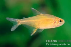 Orangensalmler, Hyphessobrycon cf. pulchripinnis BOLIVIA ORANGE