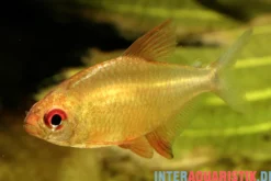 Orangensalmler, Hyphessobrycon cf. pulchripinnis BOLIVIA ORANGE
