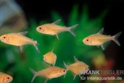 Orangensalmler, Hyphessobrycon cf. pulchripinnis BOLIVIA ORANGE