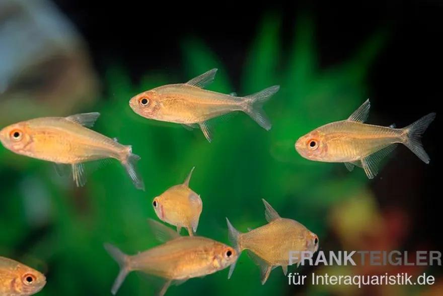Orangensalmler, Hyphessobrycon cf. pulchripinnis BOLIVIA ORANGE