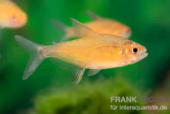 Orangensalmler, Hyphessobrycon cf. pulchripinnis BOLIVIA ORANGE
