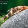 Orange-Otocinclus, Nannoptoma spec. orange