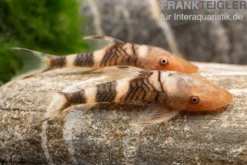 Orange-Otocinclus, Nannoptoma spec. orange