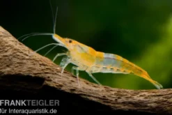 Orange Rili Garnele, Neocaridina davidi