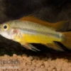 Oranger Kakaduzwergbuntbarsch, Apistogramma cacatuoides "orange", paarweise M