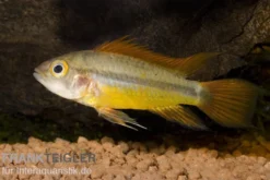 Oranger Kakaduzwergbuntbarsch, Apistogramma cacatuoides "orange", paarweise M