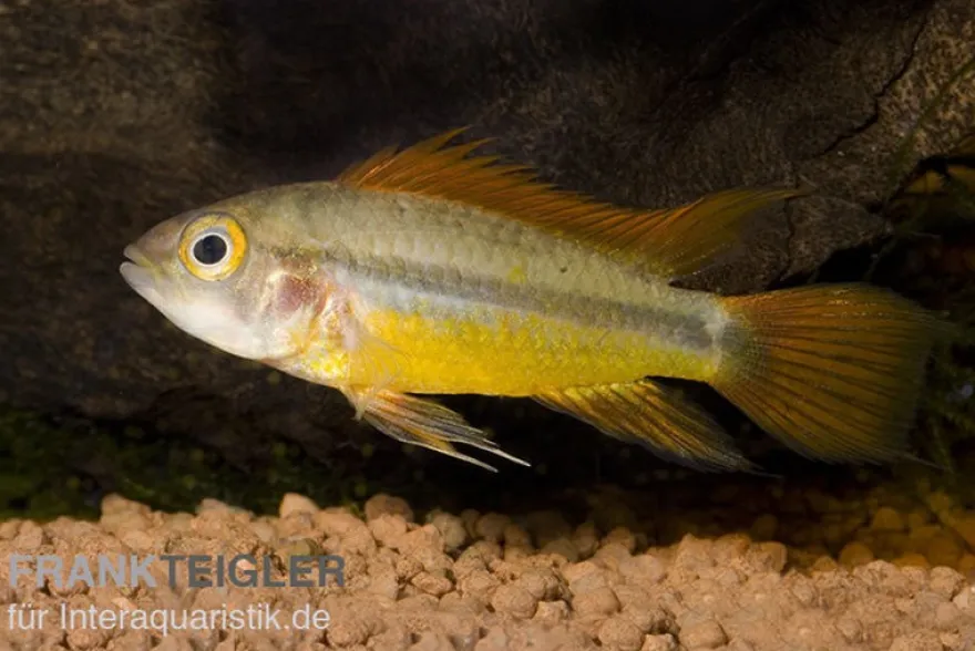 Oranger Kakaduzwergbuntbarsch, Apistogramma cacatuoides "orange", paarweise M