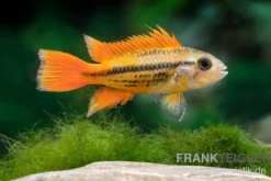Oranger Kakaduzwergbuntbarsch, Apistogramma cacatuoides "orange", paarweise M