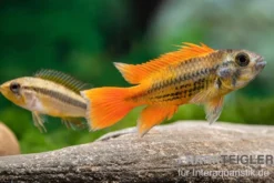 Oranger Kakaduzwergbuntbarsch, Apistogramma cacatuoides