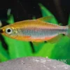 Oranger Kongosalmler, Phenacogrammus cf. aurantiacus "Bandundu Orange"