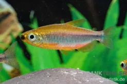 Oranger Kongosalmler, Phenacogrammus cf. aurantiacus "Bandundu Orange"