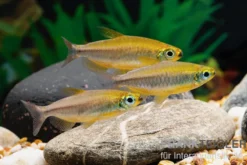 Oranger Kongosalmler, Phenacogrammus cf. aurantiacus "Bandundu Orange"